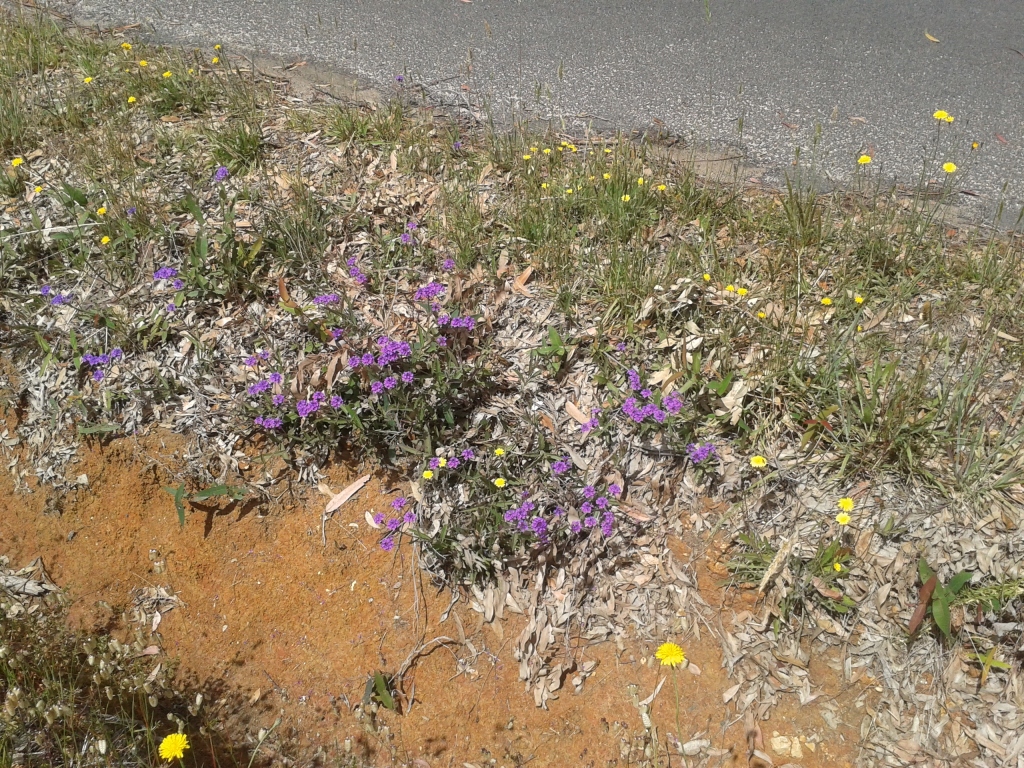 Verbena rigida var. rigida (hero image)