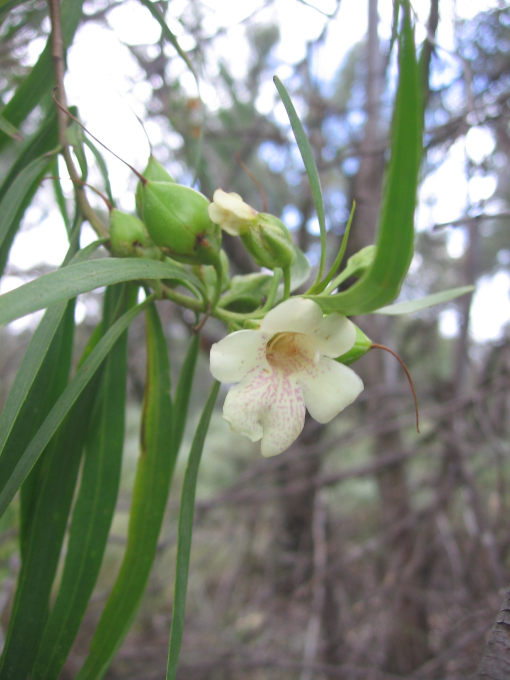 Eremophila bignoniiflora (hero image)