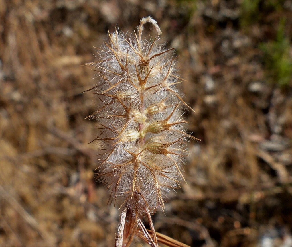 Trifolium angustifolium var. angustifolium (hero image)