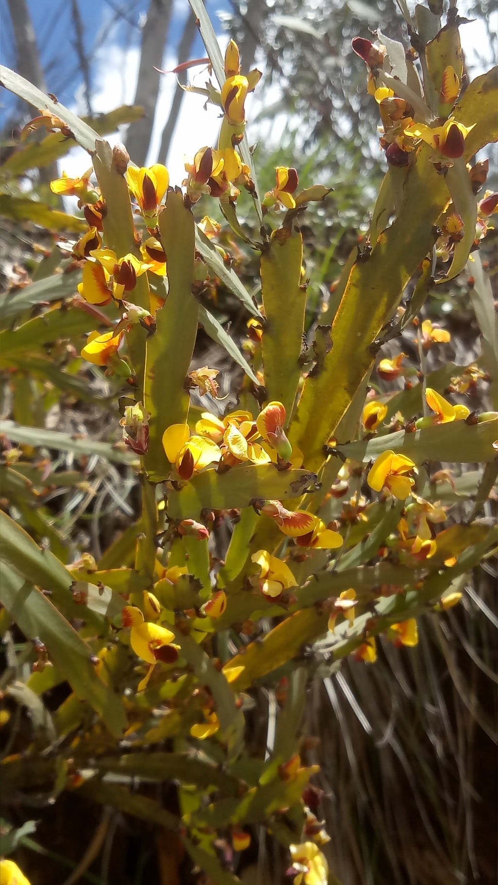 Bossiaea bracteosa (hero image)