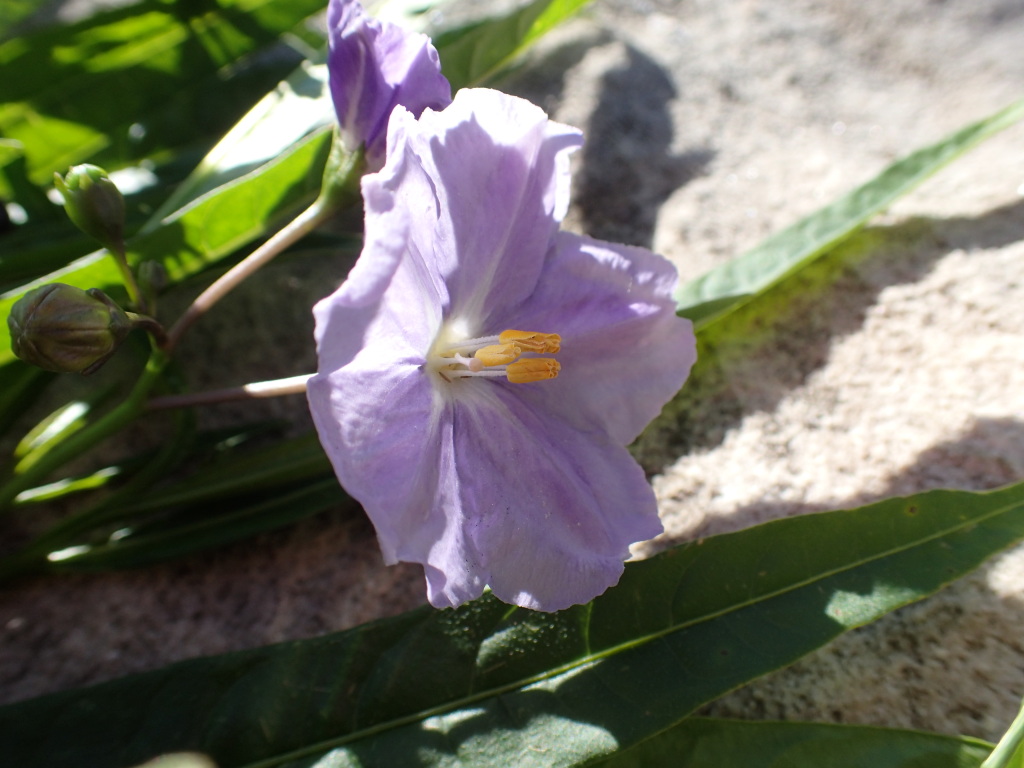Solanum laciniatum (hero image)