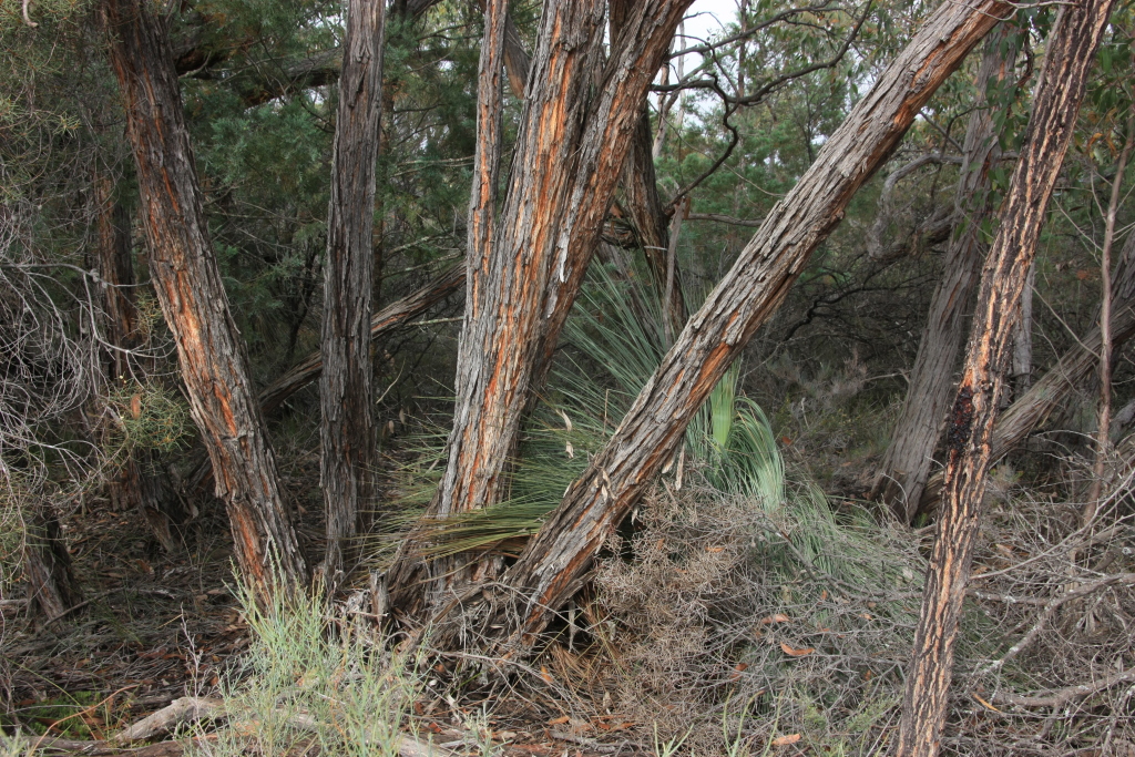 Eucalyptus arenacea (hero image)