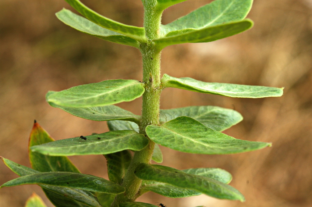 Gomphocarpus (hero image)