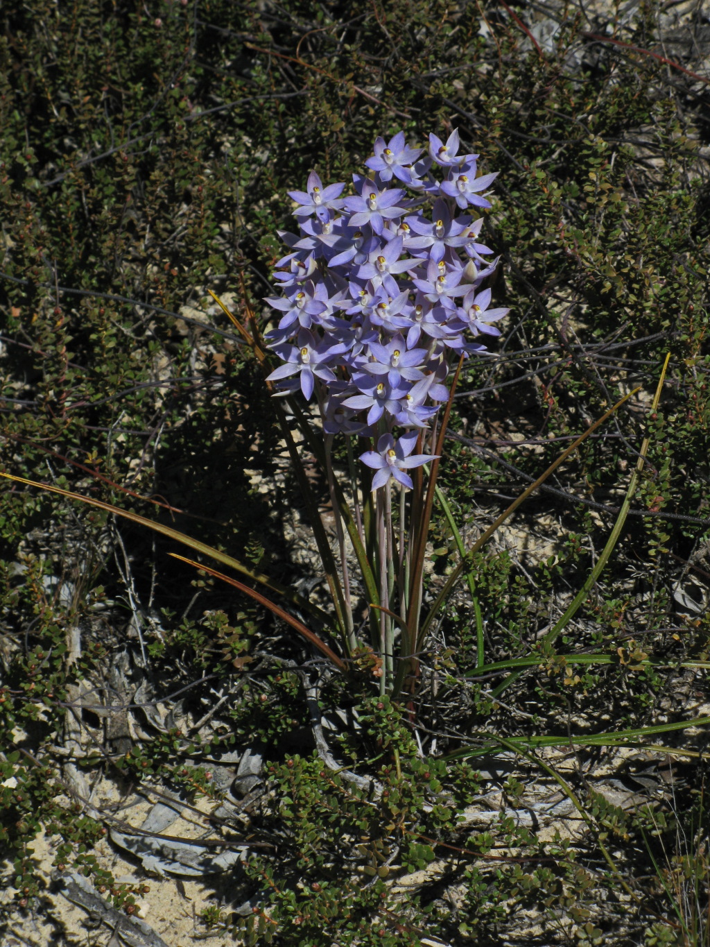 Thelymitra nuda (hero image)