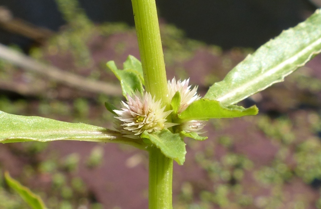 Alternanthera denticulata (hero image)