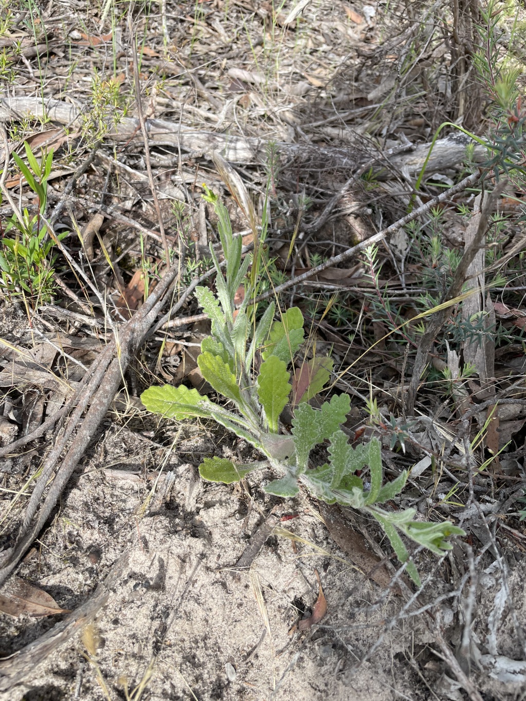 Senecio hispidissimus (hero image)