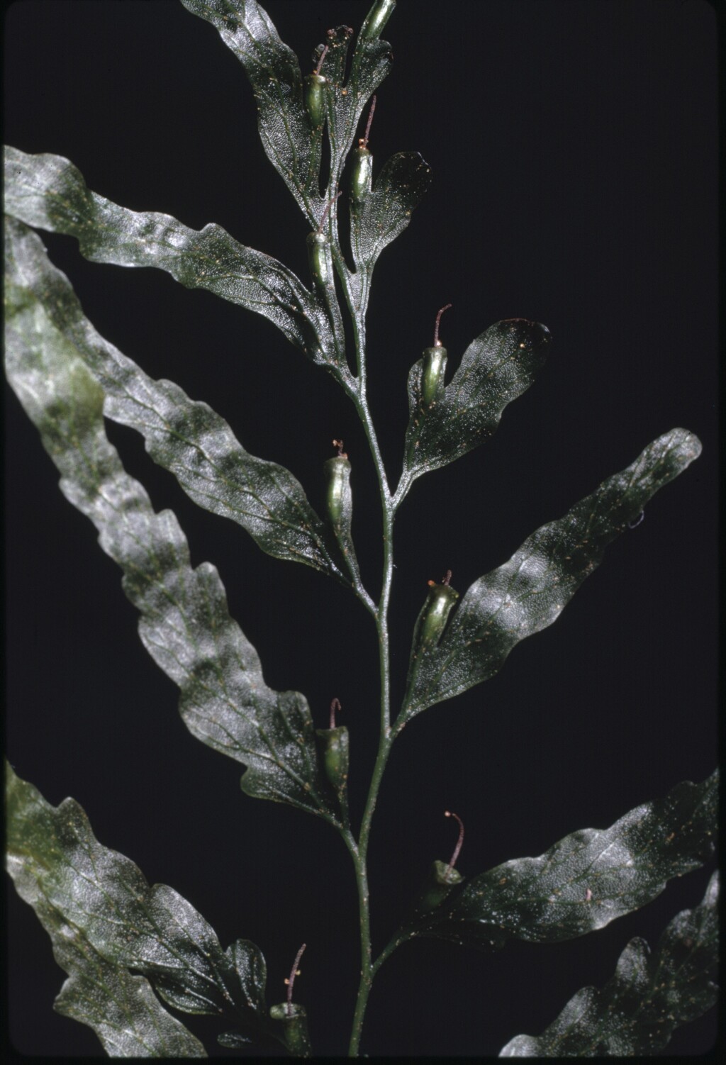 Polyphlebium venosum (hero image)