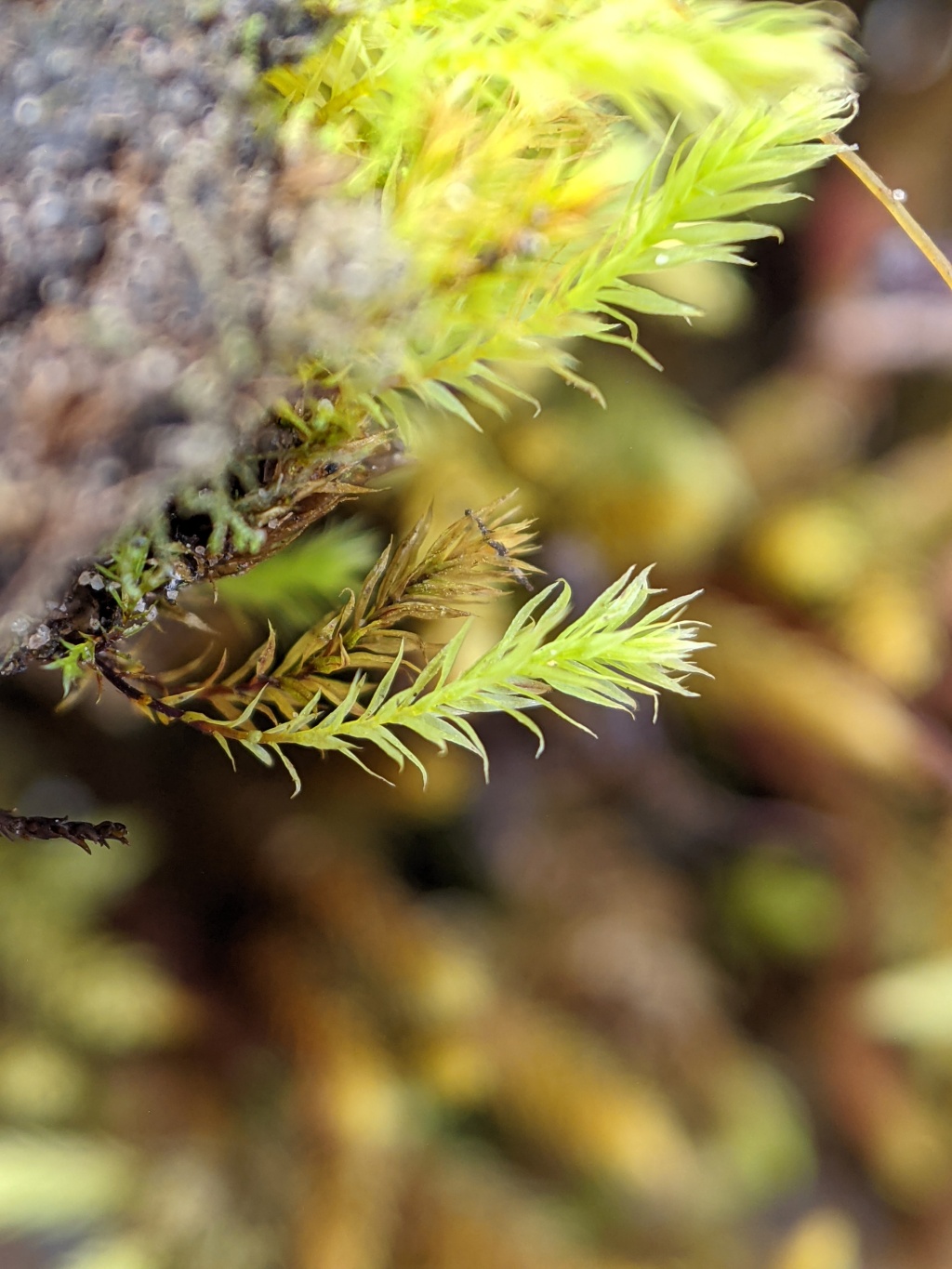 Schizymenium bryoides (hero image)