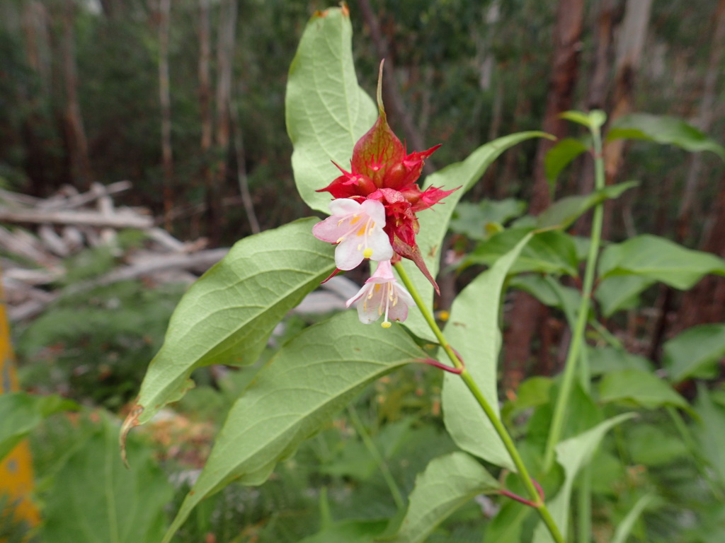 Leycesteria formosa (hero image)