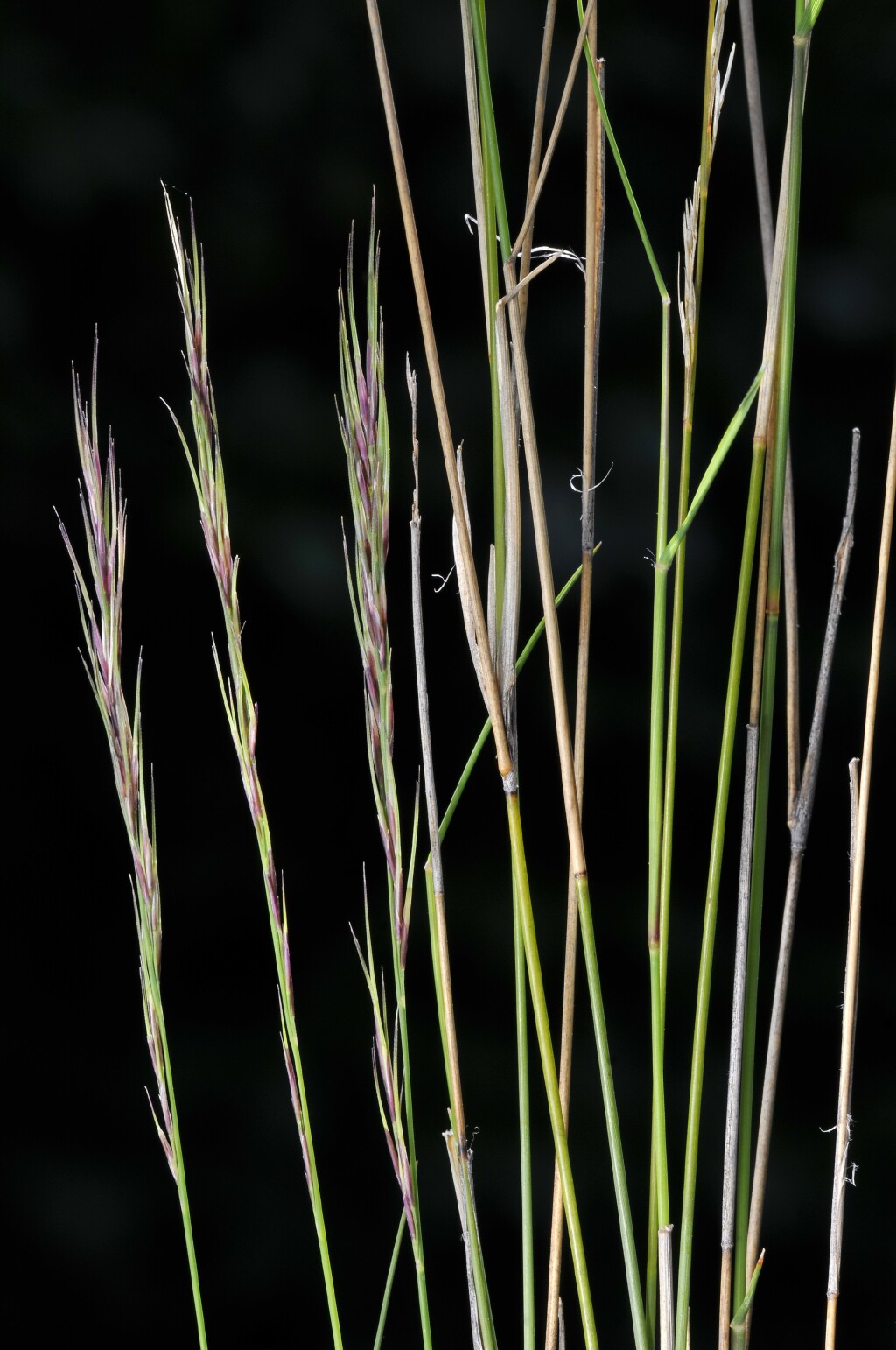 Aristida ramosa (hero image)