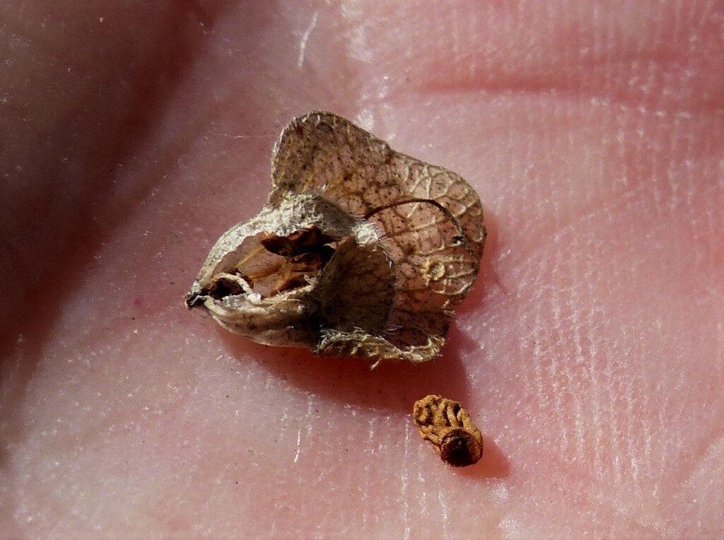 Prostanthera nivea (hero image)