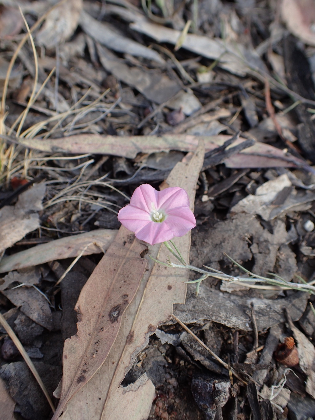 Convolvulus angustissimus (hero image)