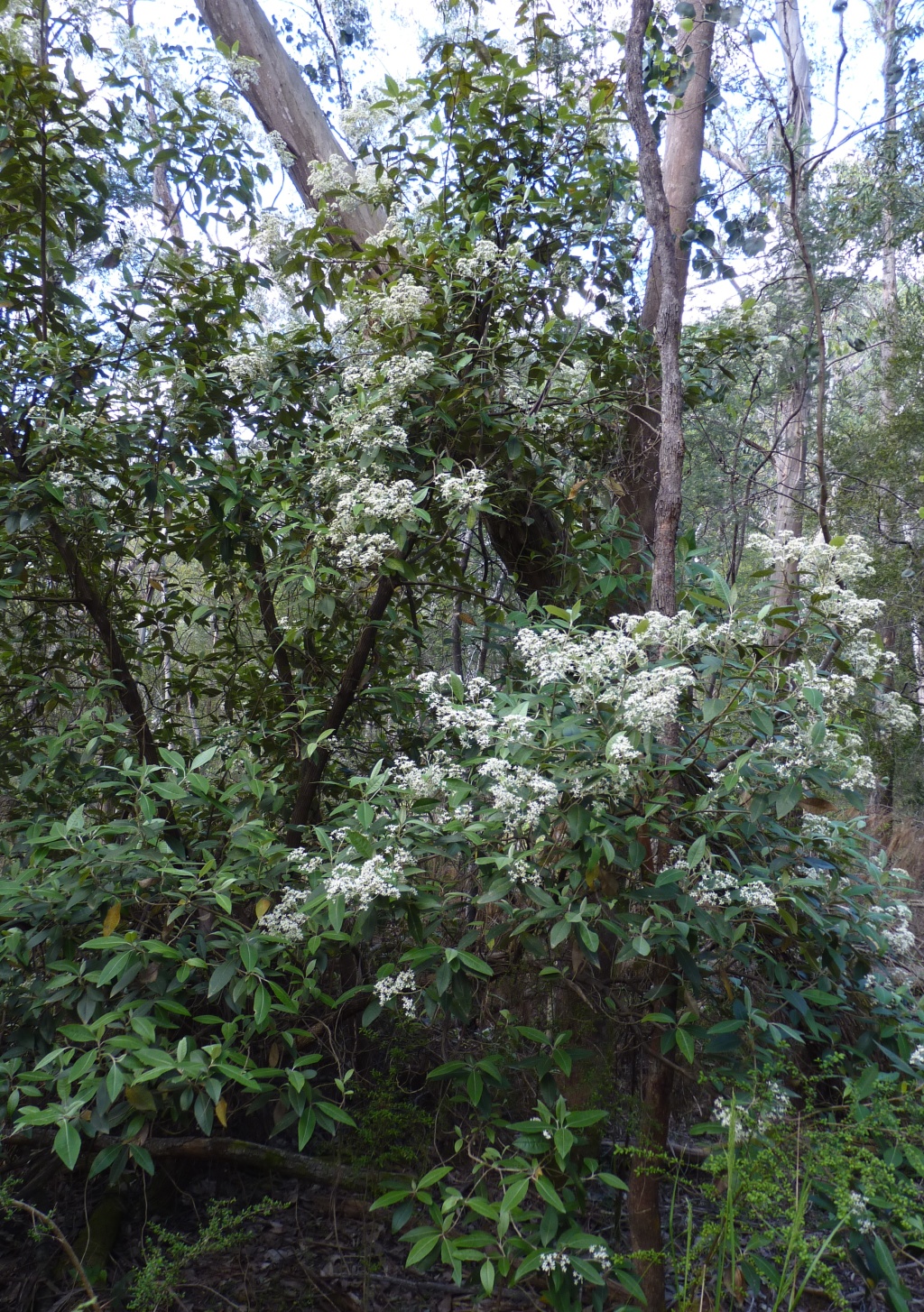 Olearia argophylla (hero image)