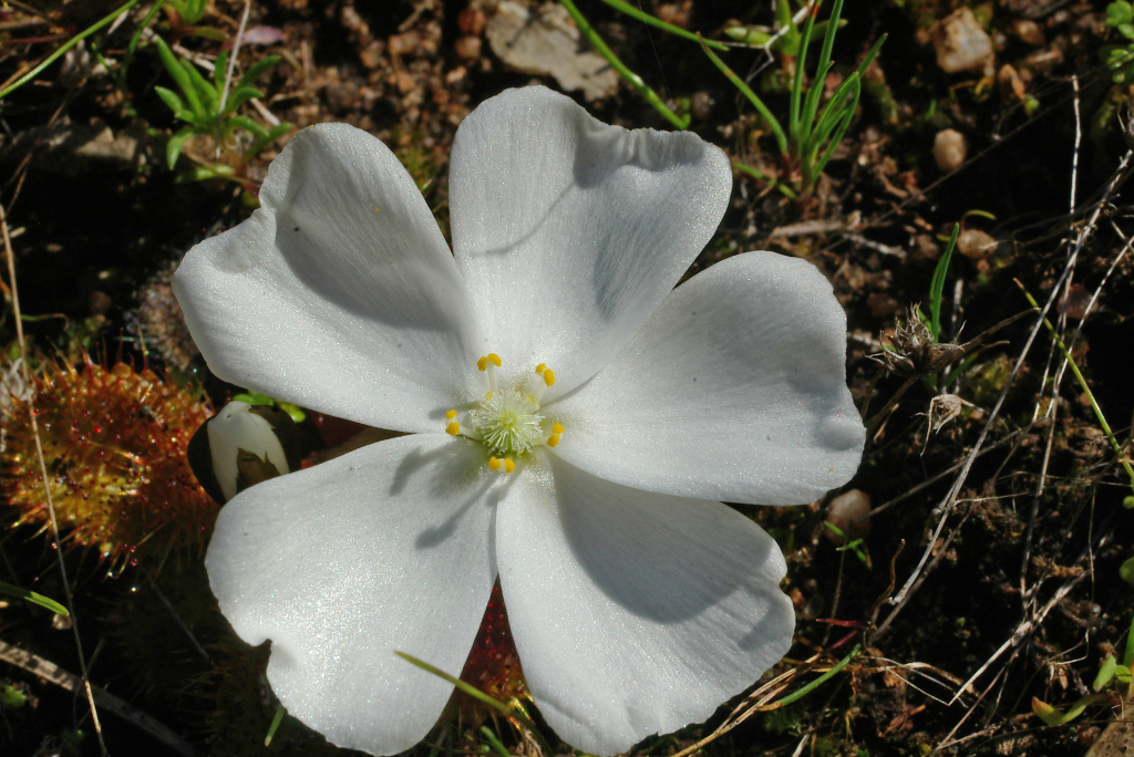 Drosera aberrans (hero image)