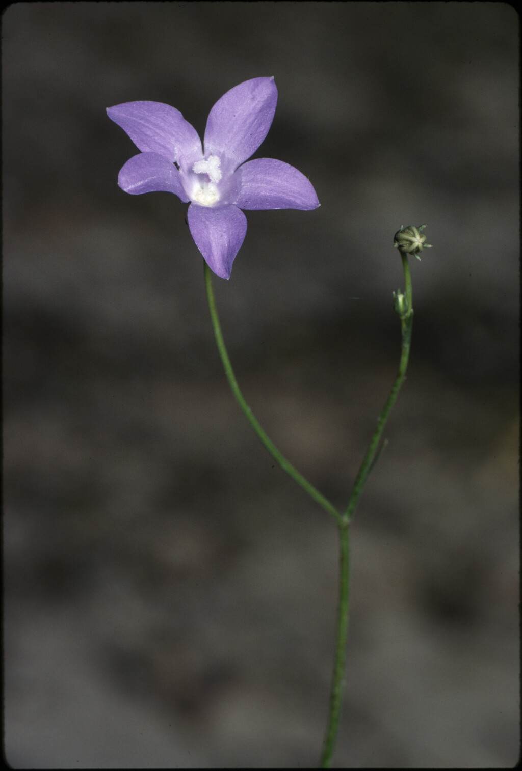 Wahlenbergia capillaris (hero image)