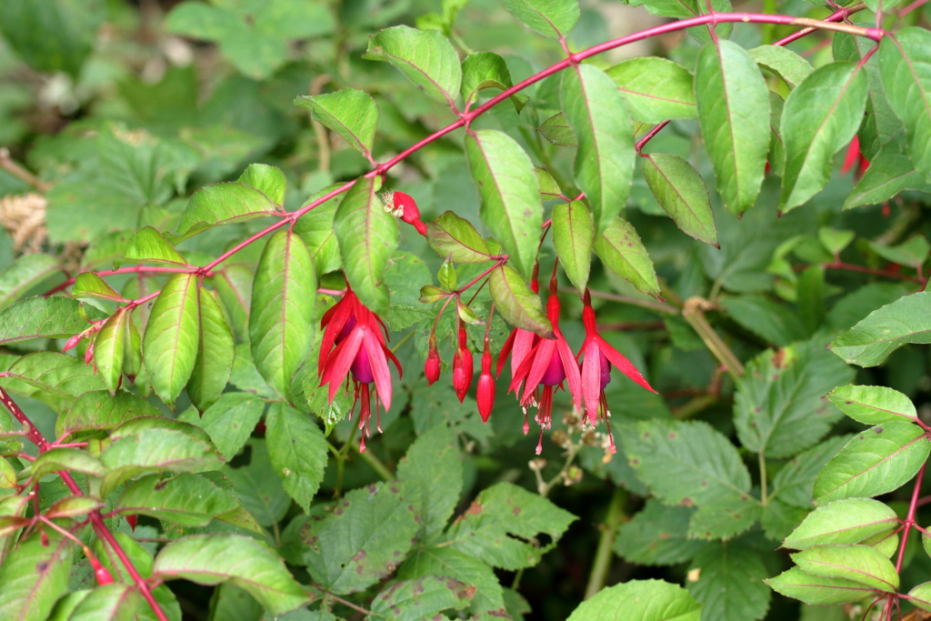 Fuchsia (hero image)