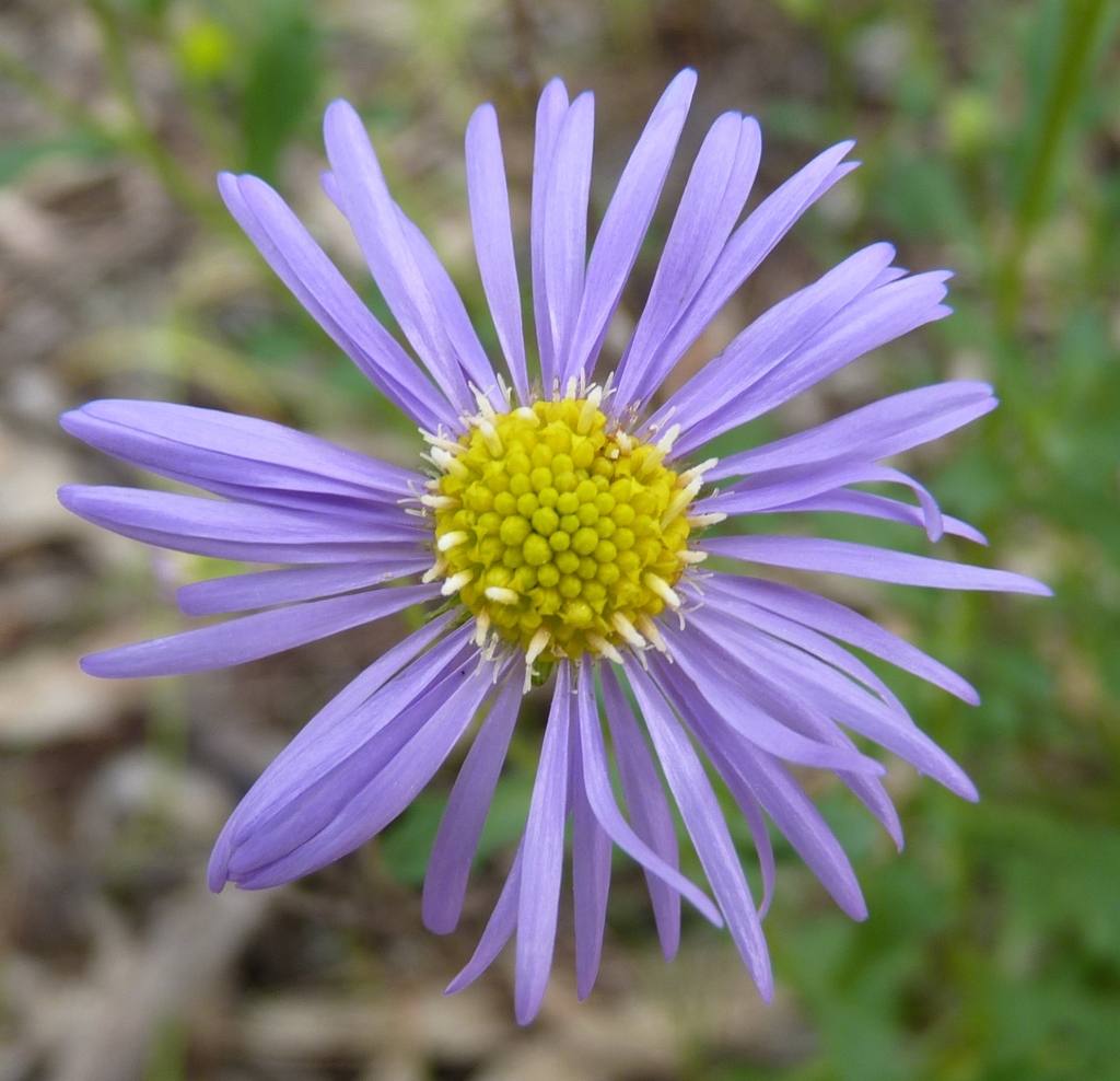 Calotis cuneifolia (hero image)