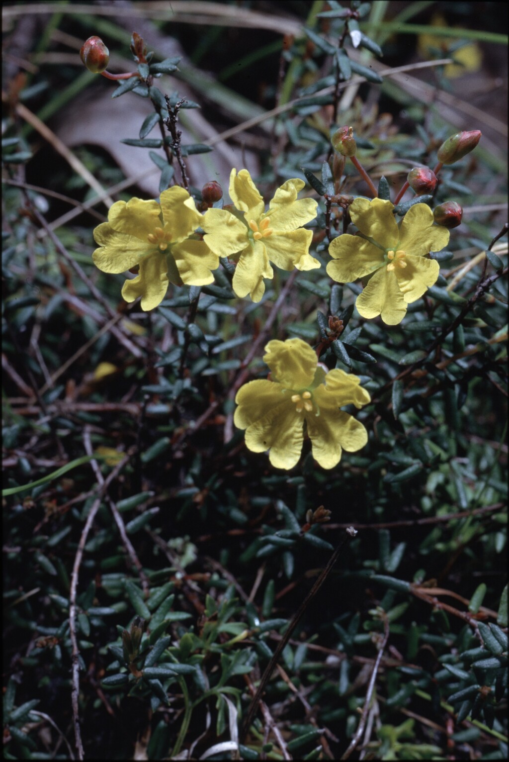 Hibbertia rufa (hero image)