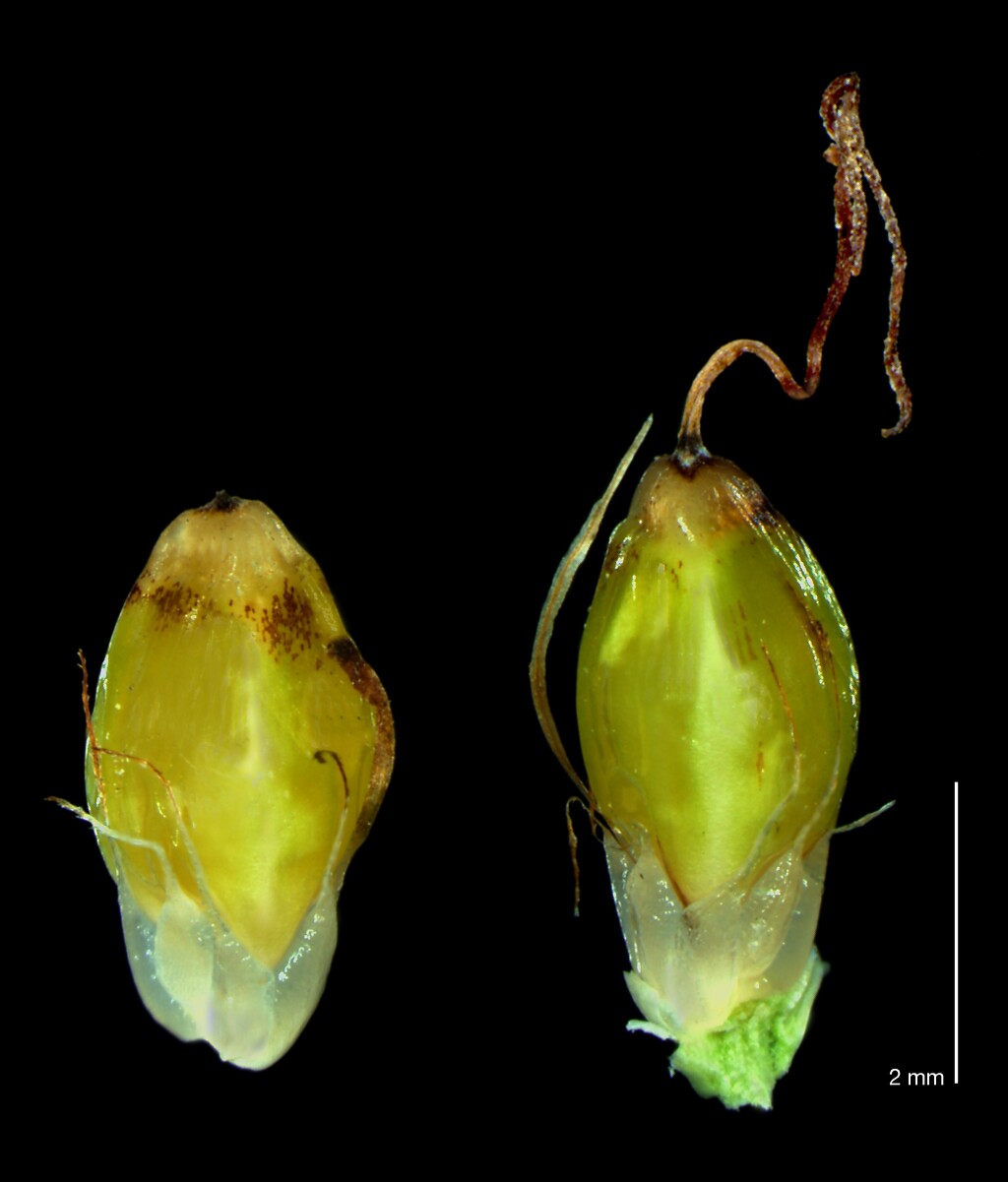 Lepidosperma laterale (hero image)