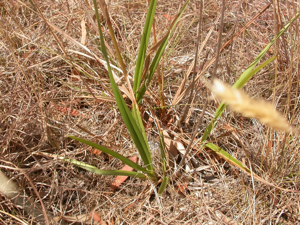 Dianella callicarpa (hero image)