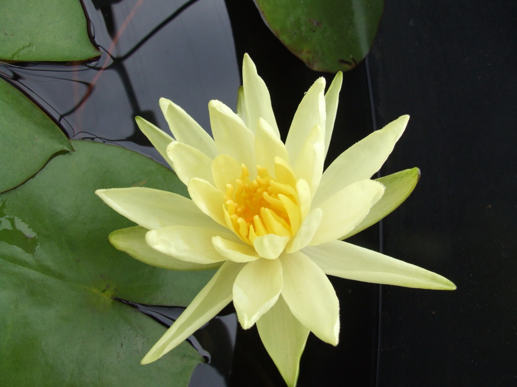 Nymphaea (hero image)