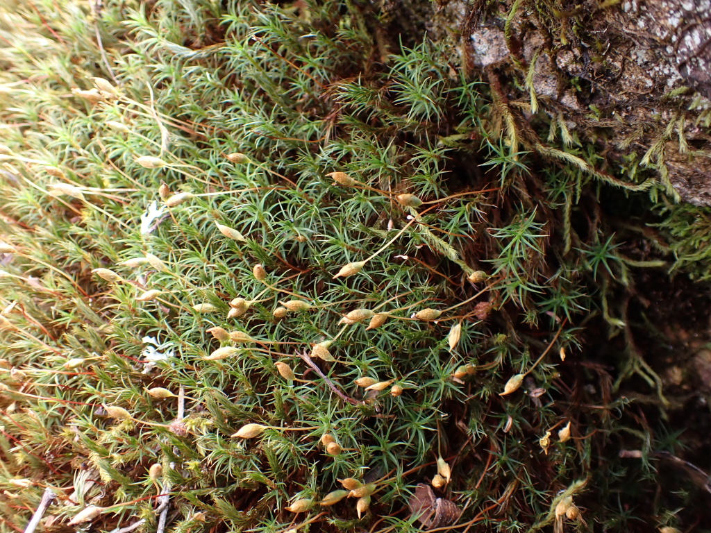 Polytrichastrum (hero image)