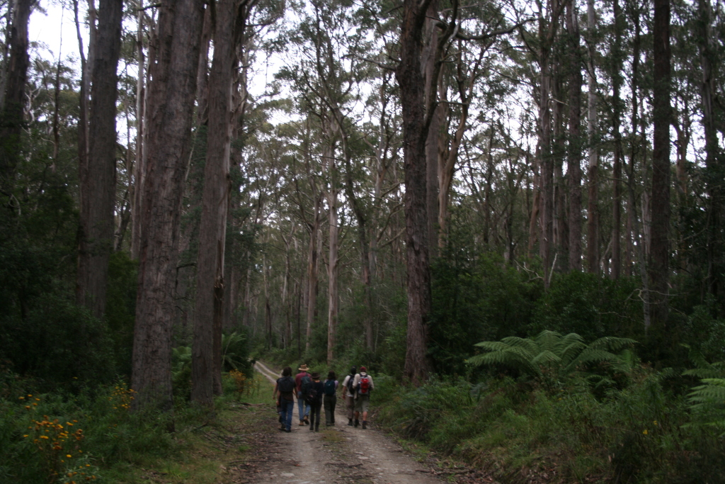 Eucalyptus fastigata (hero image)