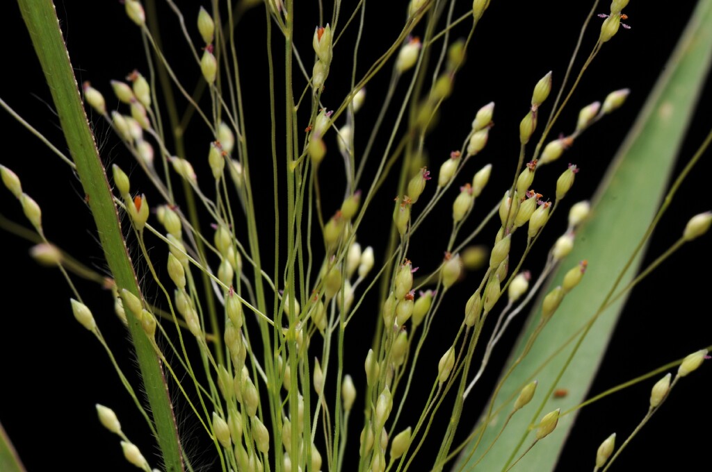 Panicum (hero image)