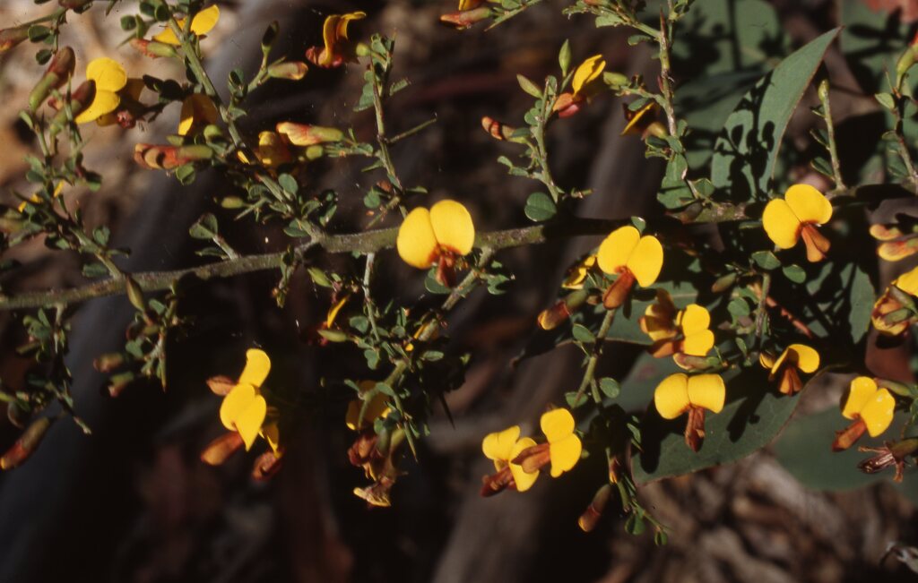 Bossiaea obcordata (hero image)