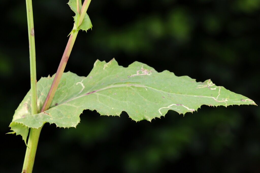 Sonchus oleraceus (hero image)