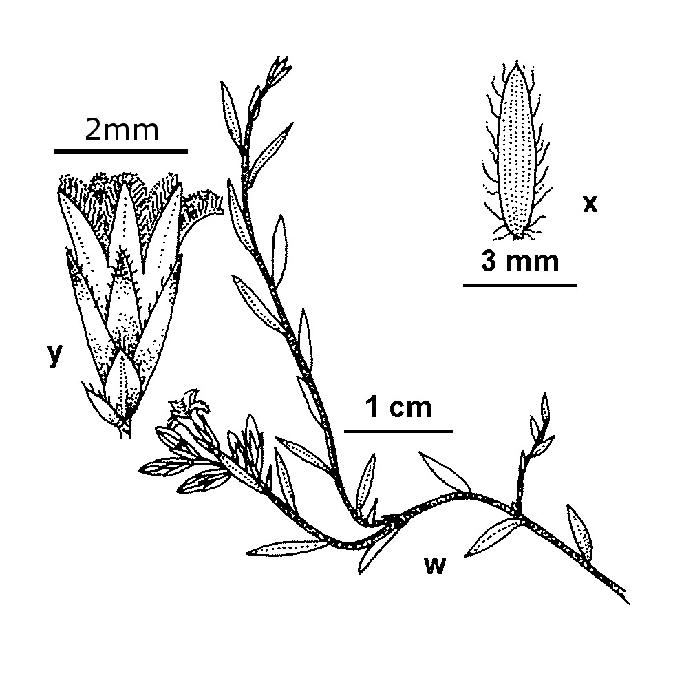 Leucopogon pilifer (hero image)