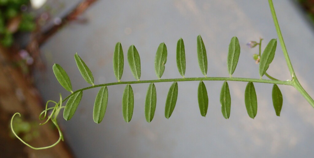 Vicia disperma (hero image)