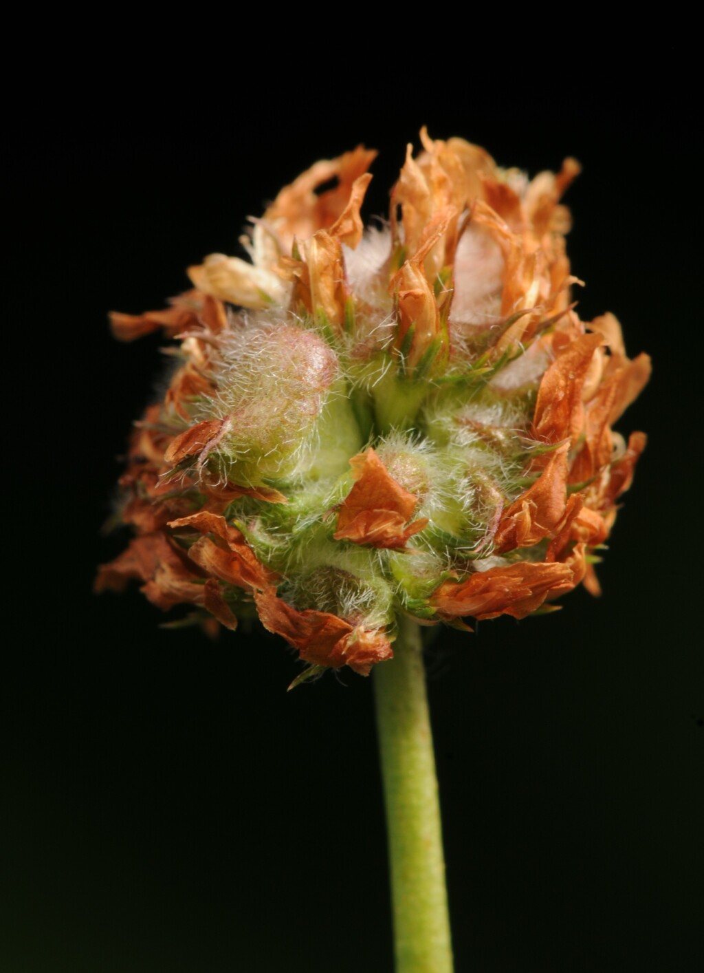 Trifolium fragiferum (hero image)