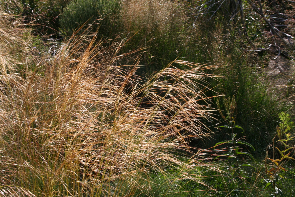 Austrostipa nivicola (hero image)