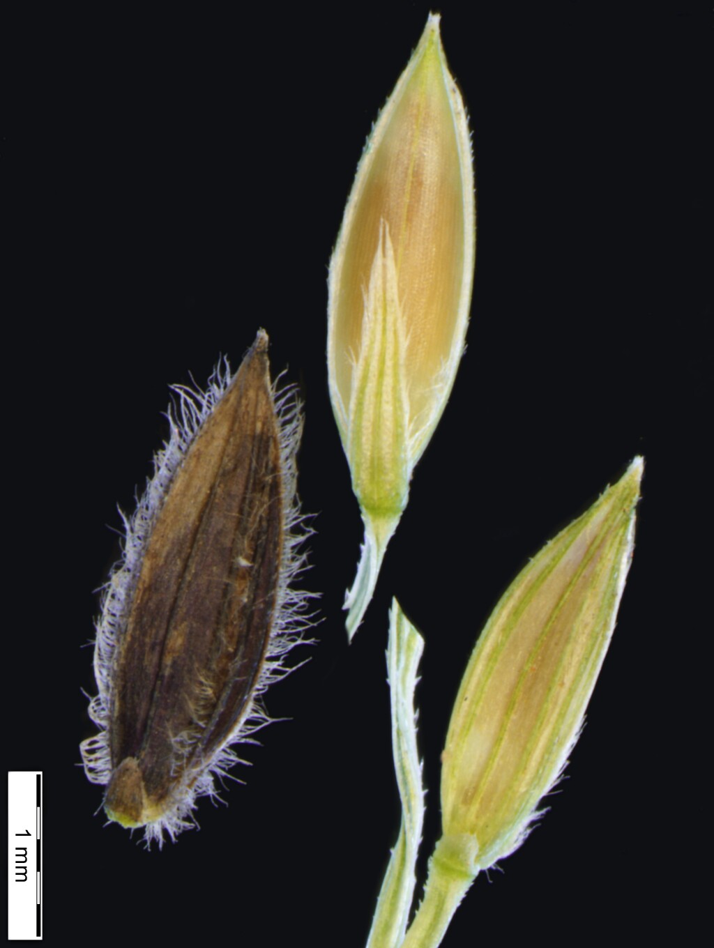 Digitaria sanguinalis (hero image)