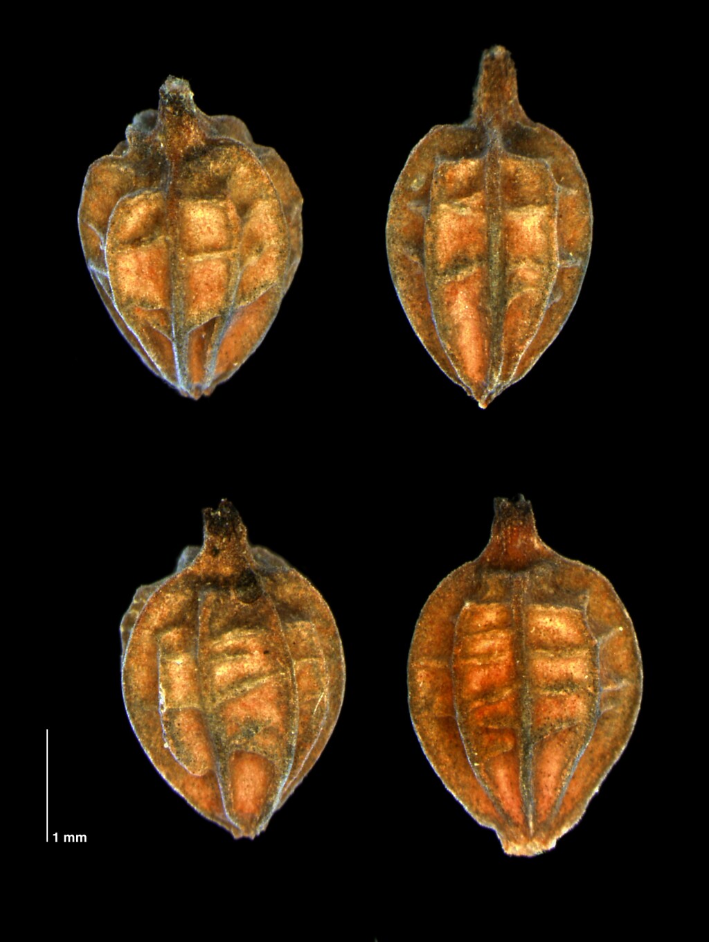 Chorizandra (hero image)