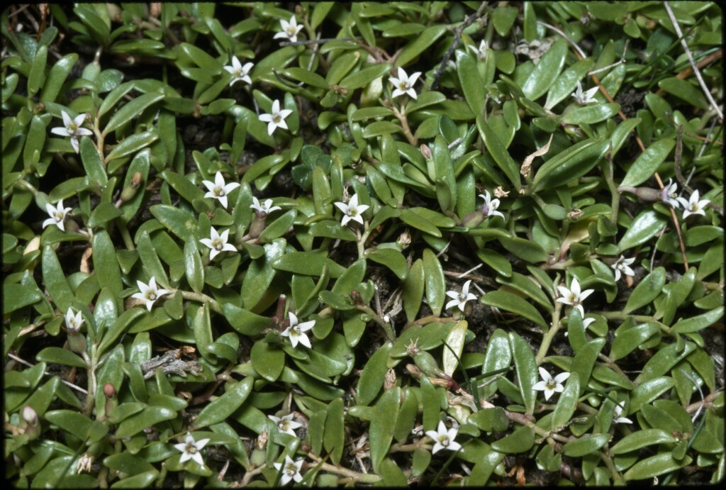 Lobelia irrigua (hero image)