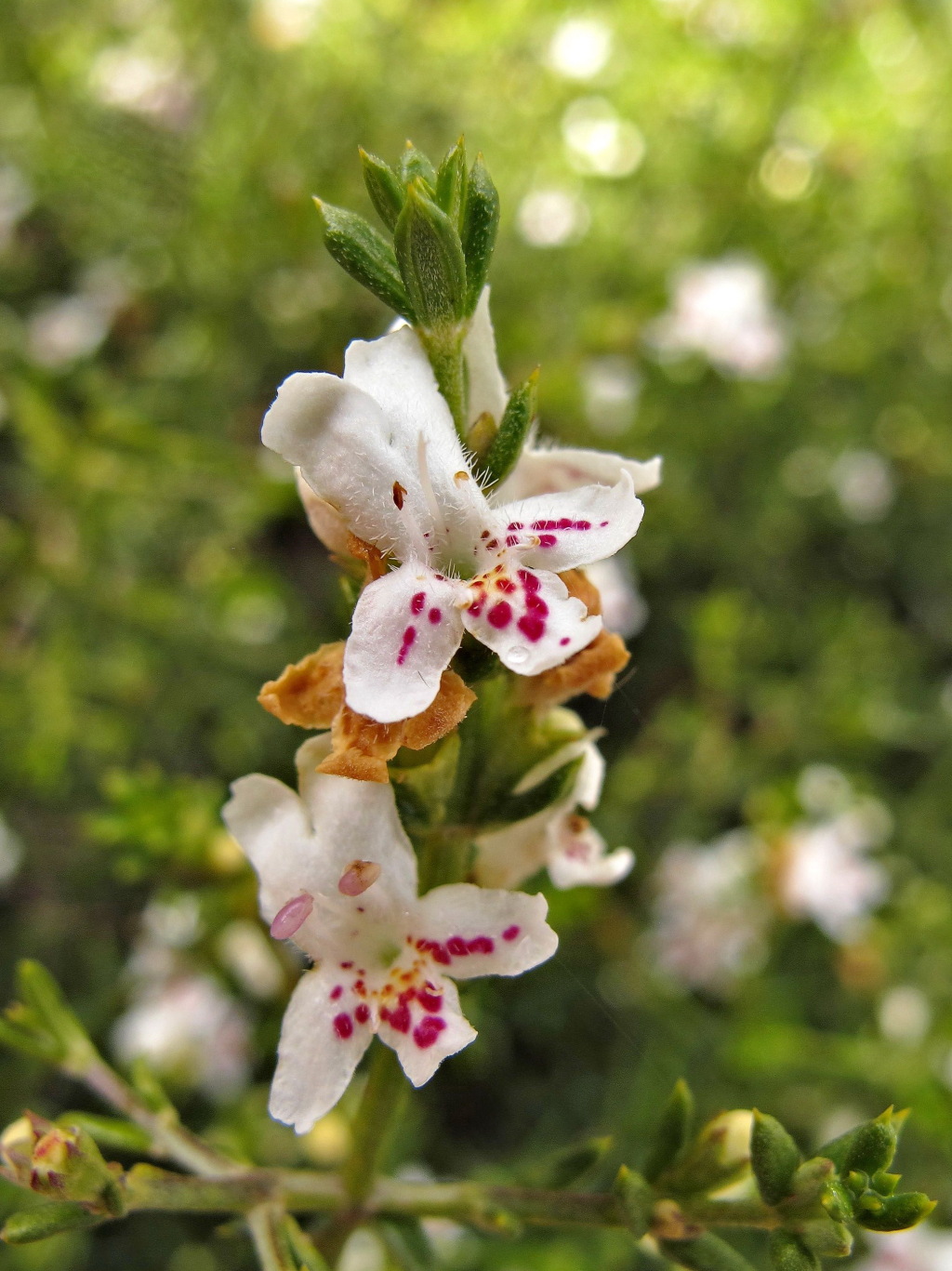 Westringia rigida (hero image)