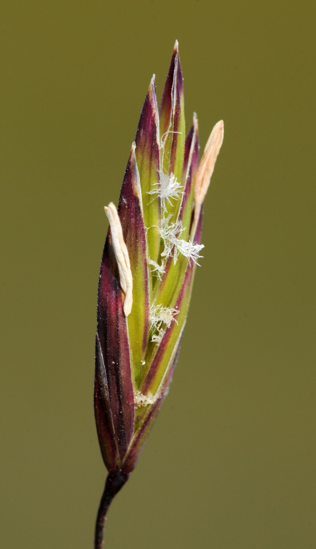 Festuca (hero image)