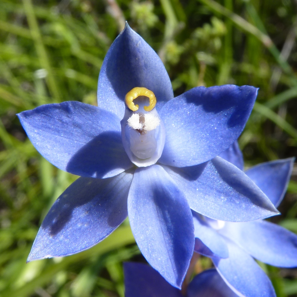 Thelymitra nuda (hero image)