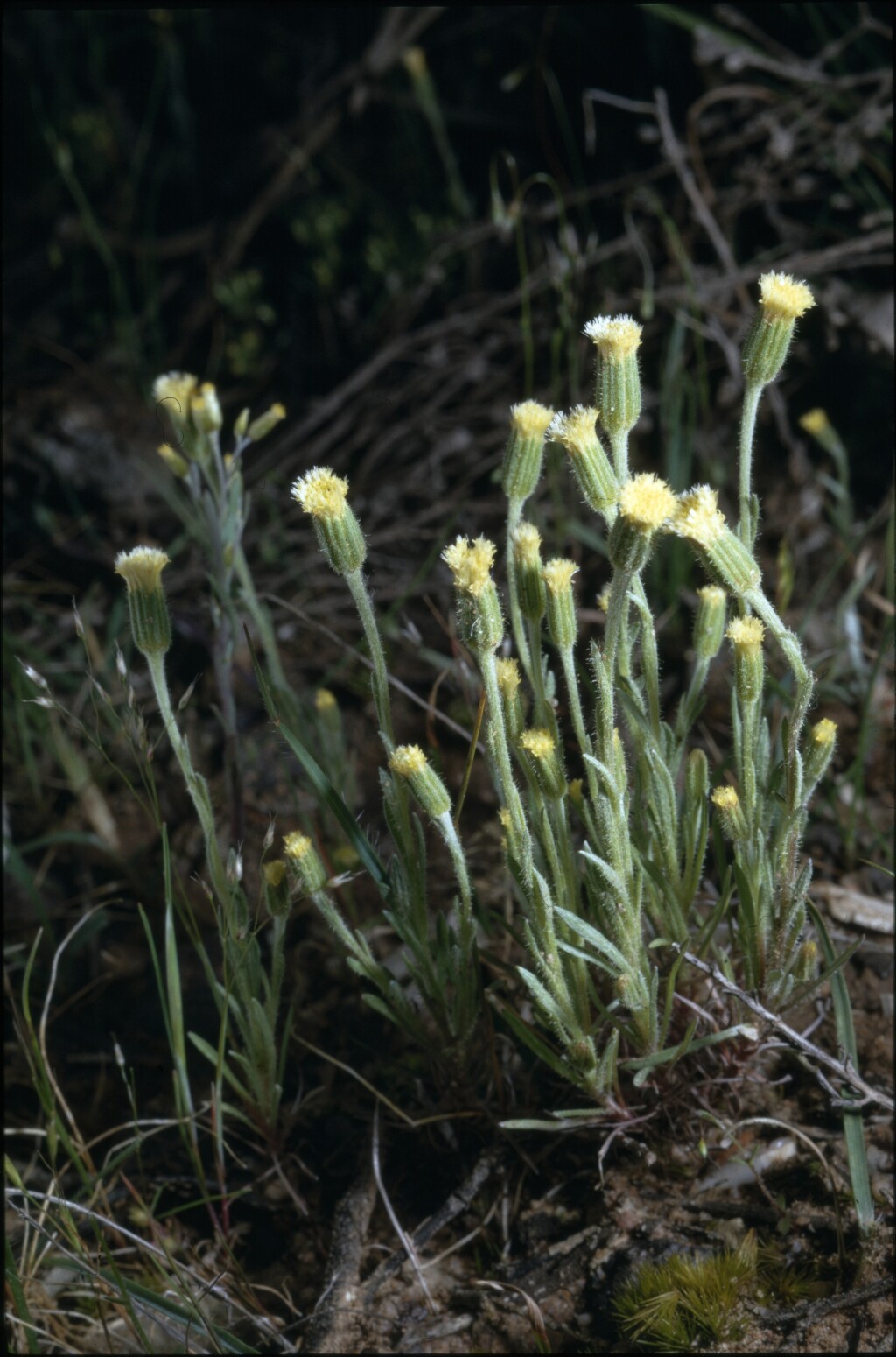 Millotia macrocarpa (hero image)