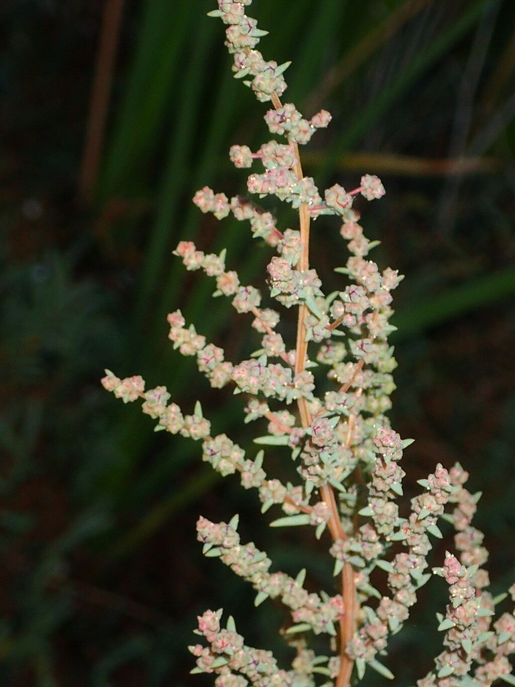 Suaeda maritima subsp. maritima (hero image)