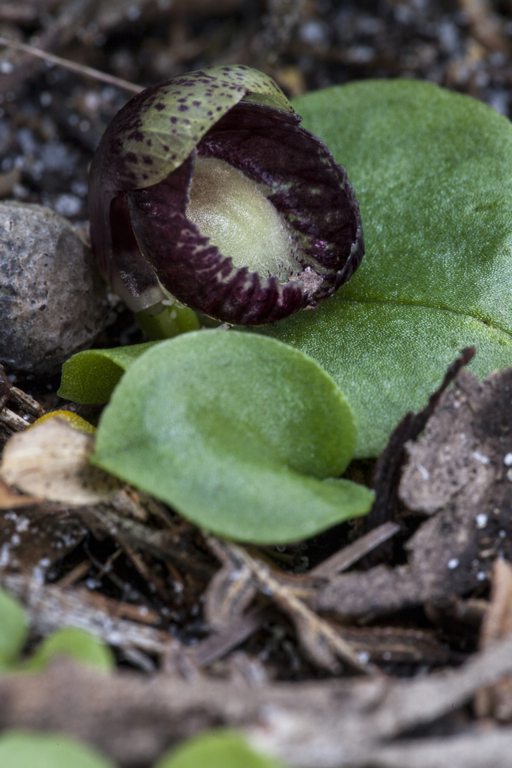 Corybas incurvus (hero image)