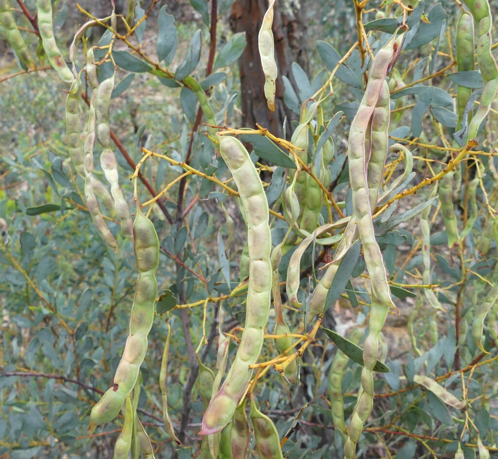 Acacia buxifolia (hero image)