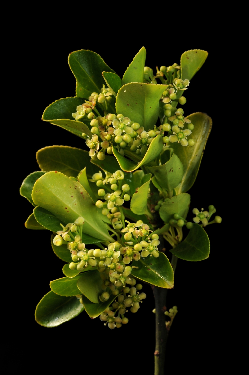 Euonymus europaeus (hero image)