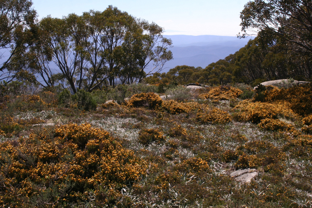 Pultenaea muelleri (hero image)