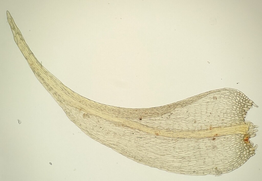 Drepanocladus capillifolius (hero image)