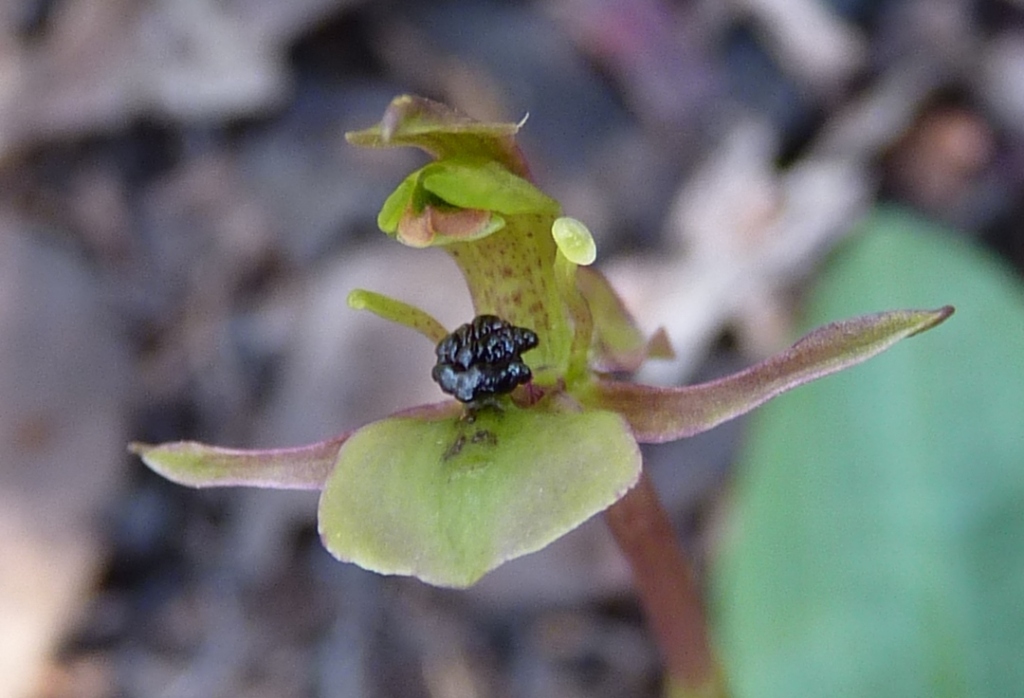 Chiloglottis trapeziformis (hero image)