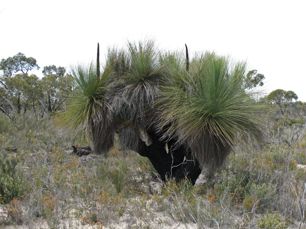 Xanthorrhoea australis (hero image)