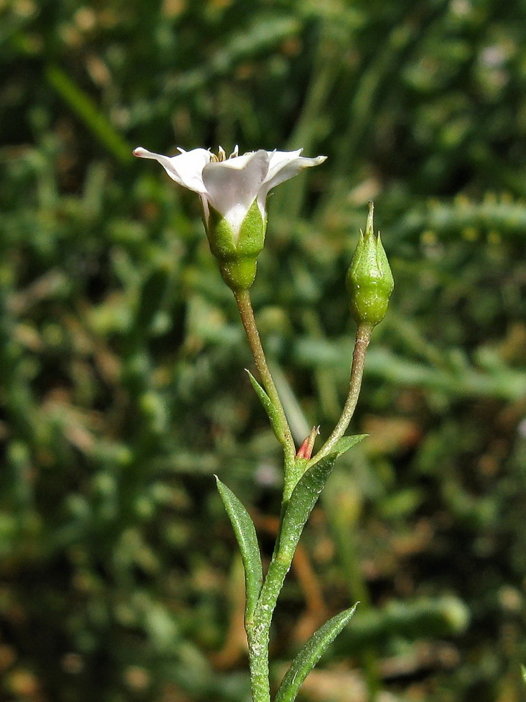 Samolus repens (hero image)